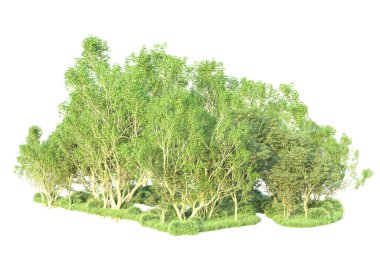 Beyaz arka planda ağaçların olduğu ormanın manzarası