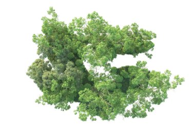 Beyaz arka planda ağaçların olduğu ormanın manzarası