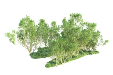 Beyaz arka planda ağaçların olduğu ormanın manzarası