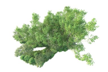 Beyaz arka planda ağaçların olduğu ormanın manzarası