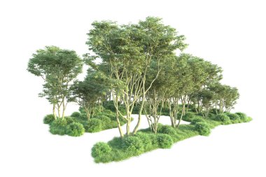 Beyaz arka planda ağaçların olduğu ormanın manzarası