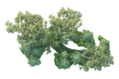 Beyaz arka planda ağaçların olduğu ormanın manzarası