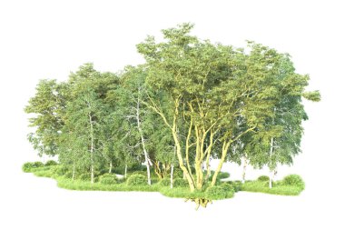 Beyaz arka planda ağaçların olduğu ormanın manzarası