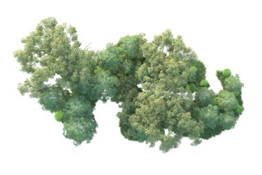 Beyaz arka planda ağaçların olduğu ormanın manzarası