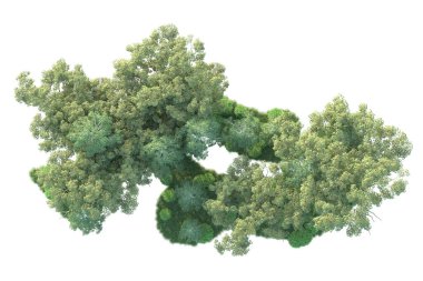 Beyaz arka planda ağaçların olduğu ormanın manzarası