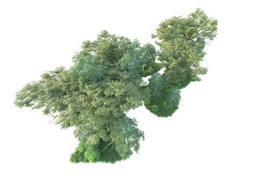 Beyaz arka planda ağaçların olduğu ormanın manzarası