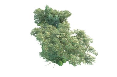 Beyaz arka planda ağaçların olduğu ormanın manzarası