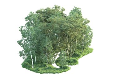 Beyaz arka planda ağaçların olduğu ormanın manzarası