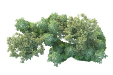 Beyaz arka planda ağaçların olduğu ormanın manzarası