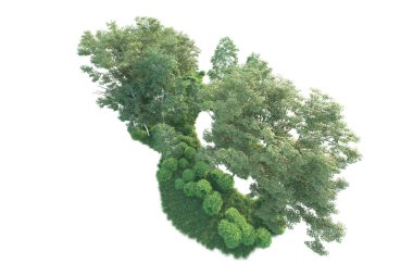 Beyaz arka planda ağaçların olduğu ormanın manzarası