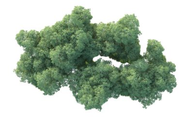 Beyaz arka planda ağaçların olduğu ormanın manzarası