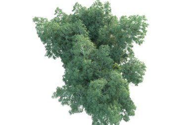 Beyaz arka planda ağaçların olduğu ormanın manzarası