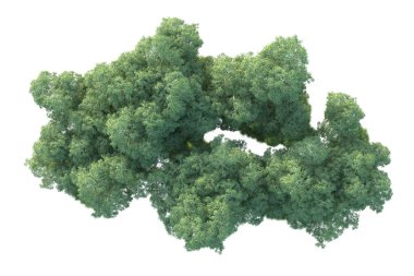 Beyaz arka planda ağaçların olduğu ormanın manzarası