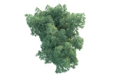 Beyaz arka planda ağaçların olduğu ormanın manzarası