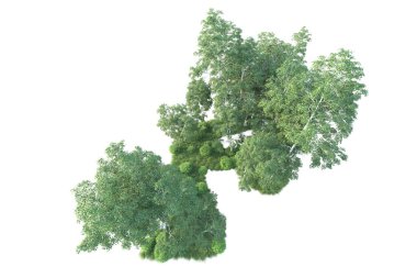 Beyaz arka planda ağaçların olduğu ormanın manzarası