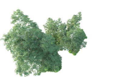 Beyaz arka planda ağaçların olduğu ormanın manzarası