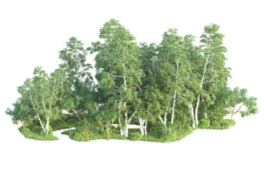 Beyaz arka planda ağaçların olduğu ormanın manzarası