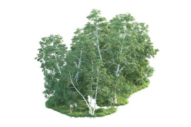 Beyaz arka planda ağaçların olduğu ormanın manzarası