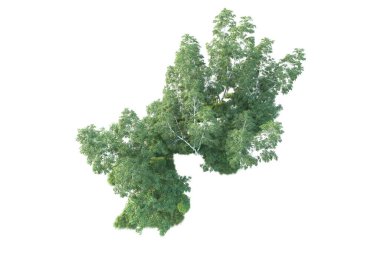 Beyaz arka planda ağaçların olduğu ormanın manzarası