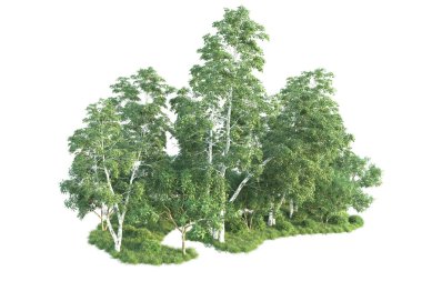 Beyaz arka planda ağaçların olduğu ormanın manzarası