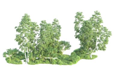 Beyaz arka planda ağaçların olduğu ormanın manzarası