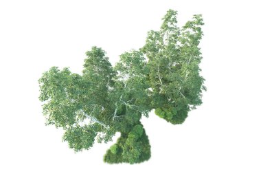 Beyaz arka planda ağaçların olduğu ormanın manzarası