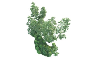 Beyaz arka planda ağaçların olduğu ormanın manzarası