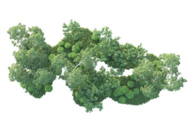 Beyaz arka planda ağaçların olduğu ormanın manzarası