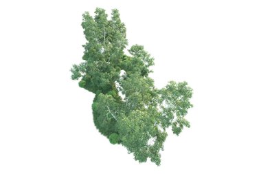 Beyaz arka planda ağaçların olduğu ormanın manzarası