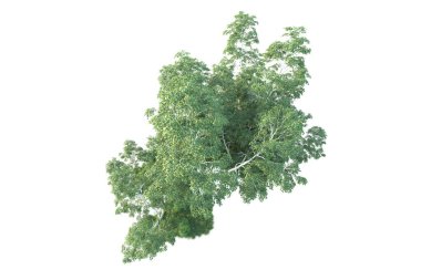 Beyaz arka planda ağaçların olduğu ormanın manzarası