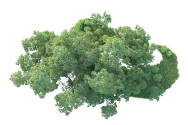 Beyaz arka planda ağaçların olduğu ormanın manzarası