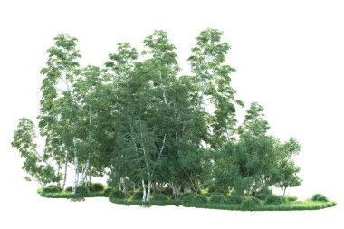 Beyaz arka planda ağaçların olduğu ormanın manzarası