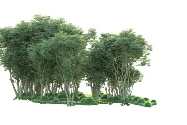 Beyaz arka planda ağaçların olduğu ormanın manzarası