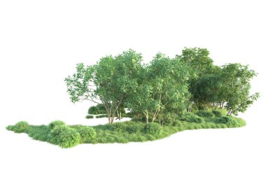 Beyaz arka planda ağaçların olduğu ormanın manzarası