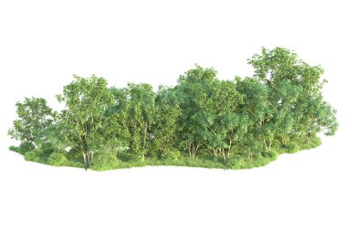 Beyaz arka planda ağaçların olduğu ormanın manzarası