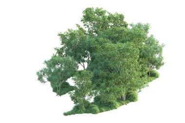 Beyaz arka planda ağaçların olduğu ormanın manzarası