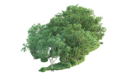 Beyaz arka planda ağaçların olduğu ormanın manzarası