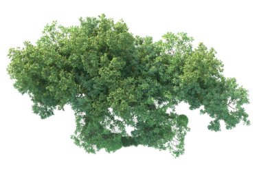 Beyaz arka planda ağaçların olduğu ormanın manzarası