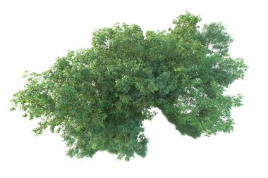 Beyaz arka planda ağaçların olduğu ormanın manzarası