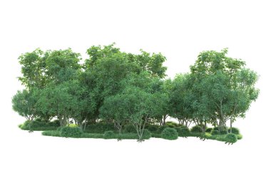 Beyaz arka planda ağaçların olduğu ormanın manzarası