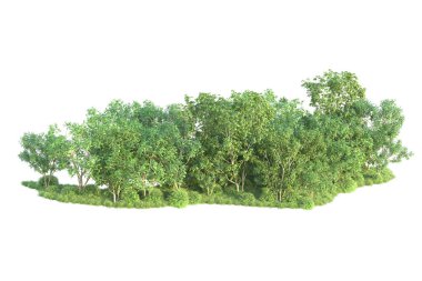 Beyaz arka planda ağaçların olduğu ormanın manzarası