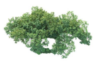 Beyaz arka planda ağaçların olduğu ormanın manzarası