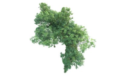 Beyaz arka planda ağaçların olduğu ormanın manzarası