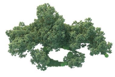 Beyaz arka planda ağaçların olduğu ormanın manzarası