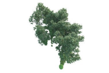 Beyaz arka planda ağaçların olduğu ormanın manzarası