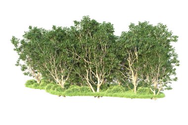 Beyaz arka planda ağaçların olduğu ormanın manzarası