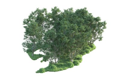 Beyaz arka planda ağaçların olduğu ormanın manzarası