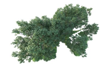 Beyaz arka planda ağaçların olduğu ormanın manzarası