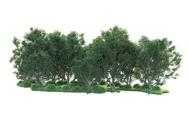 Beyaz arka planda ağaçların olduğu ormanın manzarası