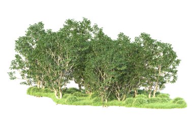 Beyaz arka planda ağaçların olduğu ormanın manzarası